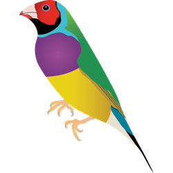 Gouldian Finch