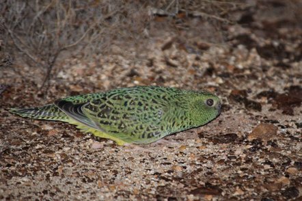 Night Parrot