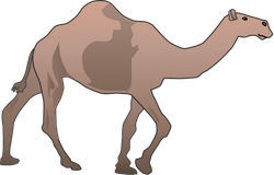 Camel