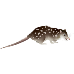 Northern Quoll