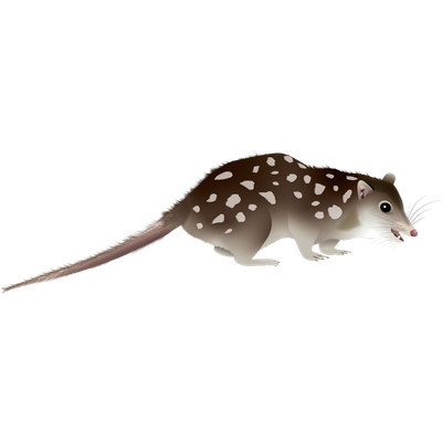 Northern Quoll
