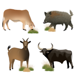 Feral Herbivores