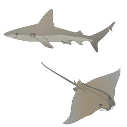Sharks and Rays
