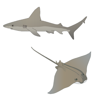 Sharks and Rays