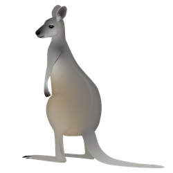 Antilopine Kangaroo