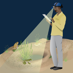 Spotlight & Listen Surveys for Frogs