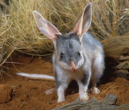 Bilby