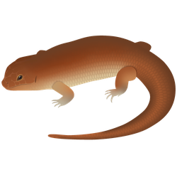 Great Desert Skink