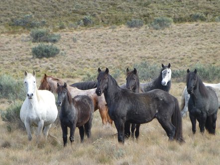 Feral horses