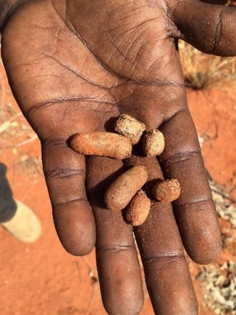 2 Ha Plot: Tracks, Scats, Diggings & Signs Survey