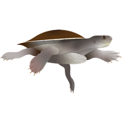 Gulf snapping turtle