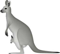 Eastern grey kangaroo