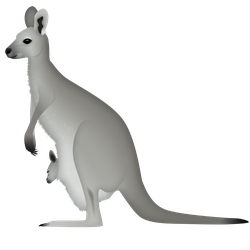Eastern grey kangaroo