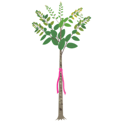 Vegetation Plot Surveys
