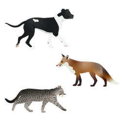 Introduced Predators