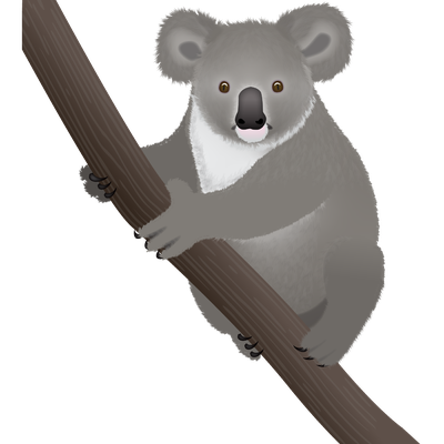Koala