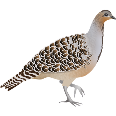 Malleefowl