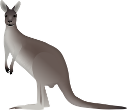 Western Grey Kangaroo