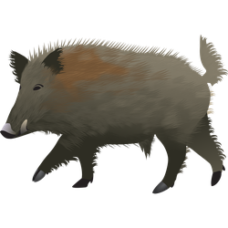 Feral Pigs