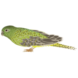 Night Parrot