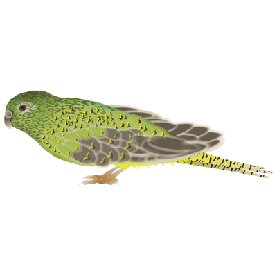 Night Parrot