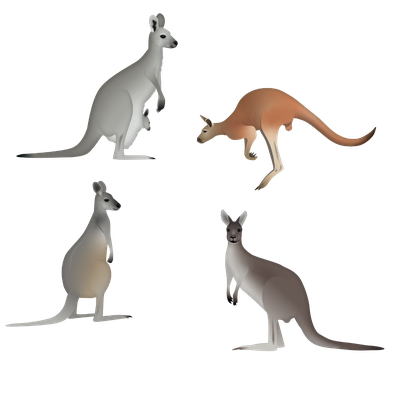 Large kangaroos