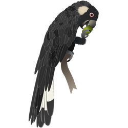 Carnaby’s black cockatoo